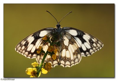 Marbled White (Melanargia galathea)