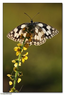 Marbled White (Melanargia galathea)