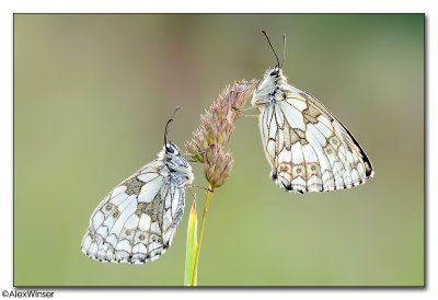 Marbled White (Melanargia galathea)