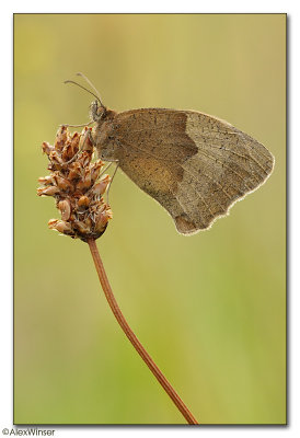 Meadow Brown (Maniola jurtina)