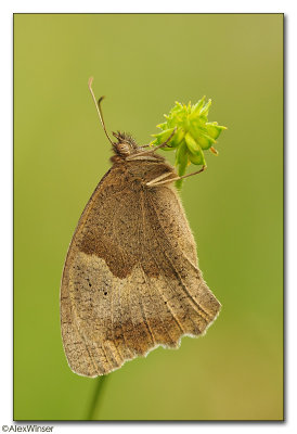 Meadow Brown (Maniola jurtina)