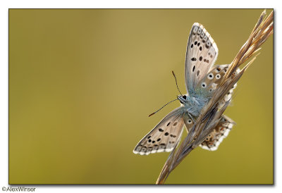 Chalk-hill Blue (Lysandra coridon)