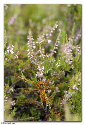 Four-spotted Chaser (Libellula quadrimaculata)