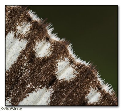 Marbled White (Melanargia galathea)