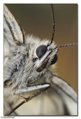 Marbled White (Melanargia galathea)