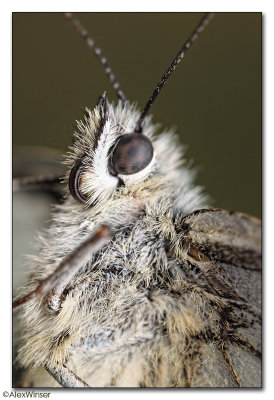 Marbled White (Melanargia galathea)