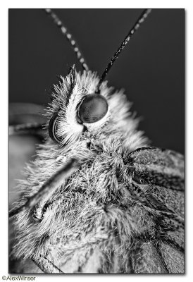 Marbled White (Melanargia galathea)