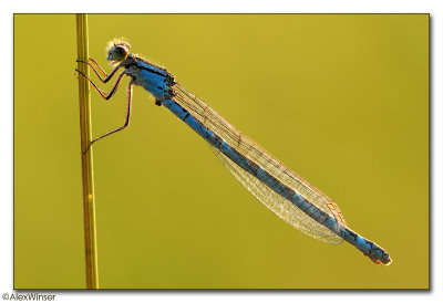 Common Blue Damselfly (Enallagma cyathigerum)