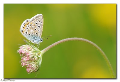 Common Blue (Polyommatus icarus)