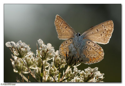 Common Blue (Polyommatus icarus)