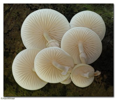 Porcelain Fungus (Outemansiella Mucida)
