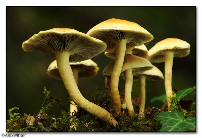 Fungi Unknown