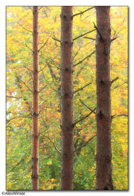 Autumn Trio