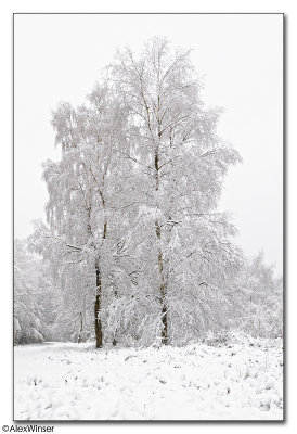 Snowy Silver Birch