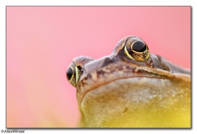 Common Frog (Rana temporaria)