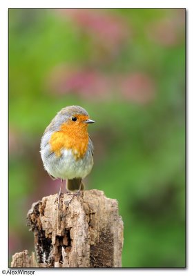 Robin (Erithacus rubecula)