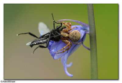 Crab Spider with lunch