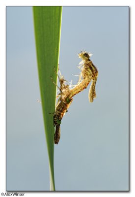 Large Red Damselfly (Pyrrhosoma nymphula)