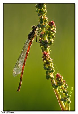 Large Red Damselfly (Pyrrhosoma nymphula)