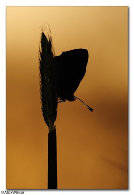 Small Copper (Lycaena phlaeas)