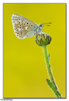 Adonis Blue (Polyommatus bellargus)