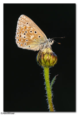 Adonis Blue (Polyommatus bellargus)