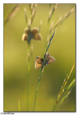 Adonis Blue (Polyommatus bellargus)
