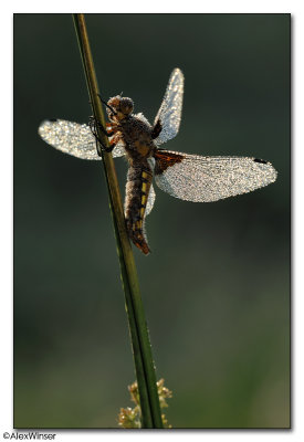 Broad-bodied Chaser (Libellula depressa)