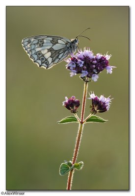 Marbled White (Melanargia galathea)