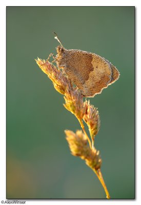 Meadow Brown (Maniola jurtina)