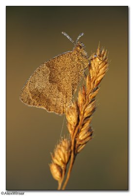 Meadow Brown (Maniola jurtina)