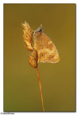Meadow Brown (Maniola jurtina)