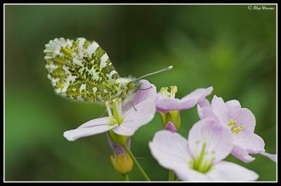 Orange Tip (Anthocharis cardamines)