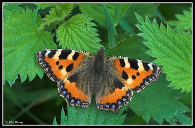 Small Tortoiseshell (Aglais urticae)