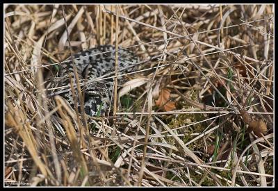 Adder - Male