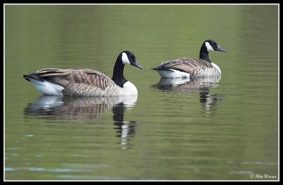 Canada Geese