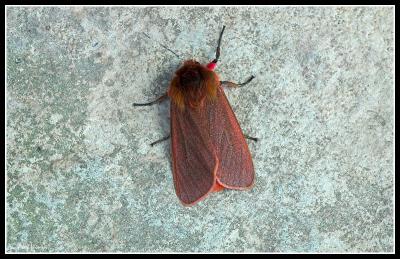 Ruby Tiger Moth