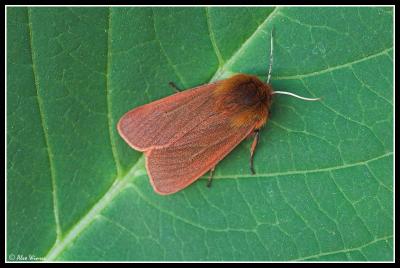 Ruby Tiger Moth