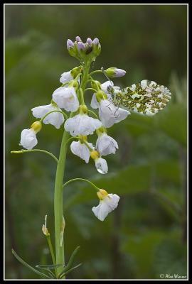 Orange Tip (Anthocharis cardamines)