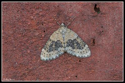 Yellow-barred Brindle