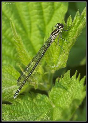 Azure - Female Teneral