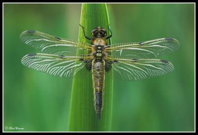 Four Spotted Chaser - Female Teneral