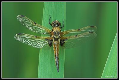 Four Spotted Chaser - Male Teneral