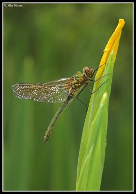 Downy Emerald - Male Teneral