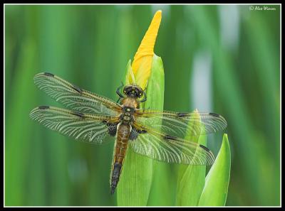 Four Spotted Chaser - Female Teneral