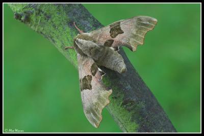 Lime Hawkmoth