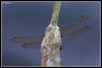 Broad Bodied Chaser - Male (Immature)