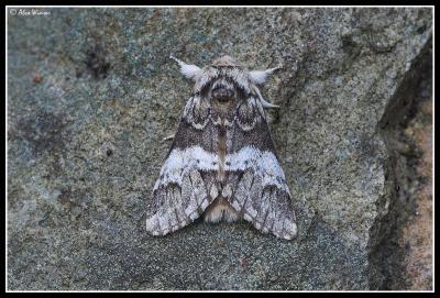 Marbled Brown