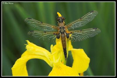 Four Spotted Chaser - Female Teneral