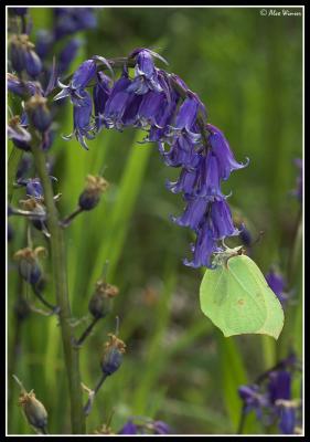 Brimstone (Gonepteryx rhamni)